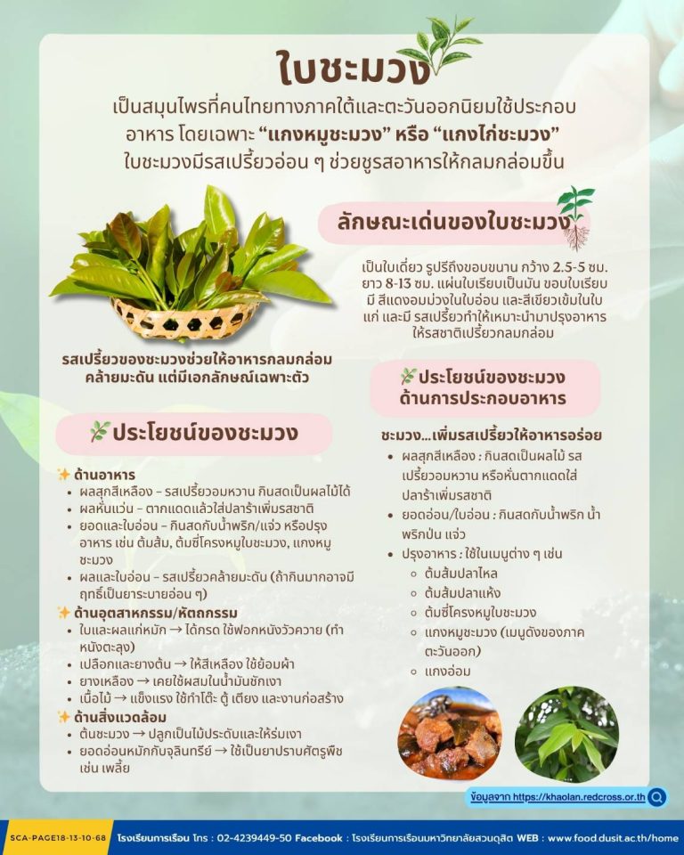 ใบชะมวง