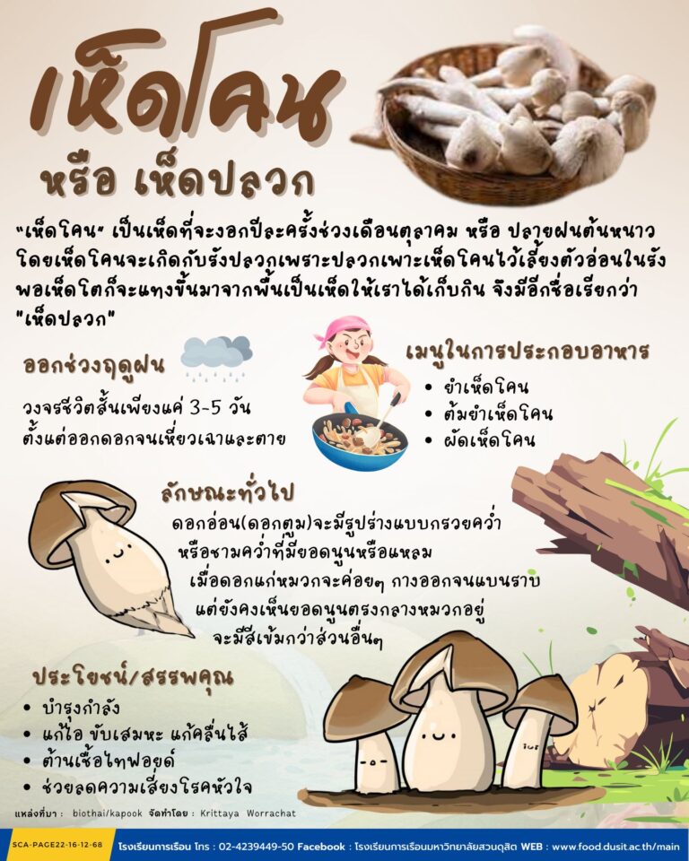 เห็ดโคน