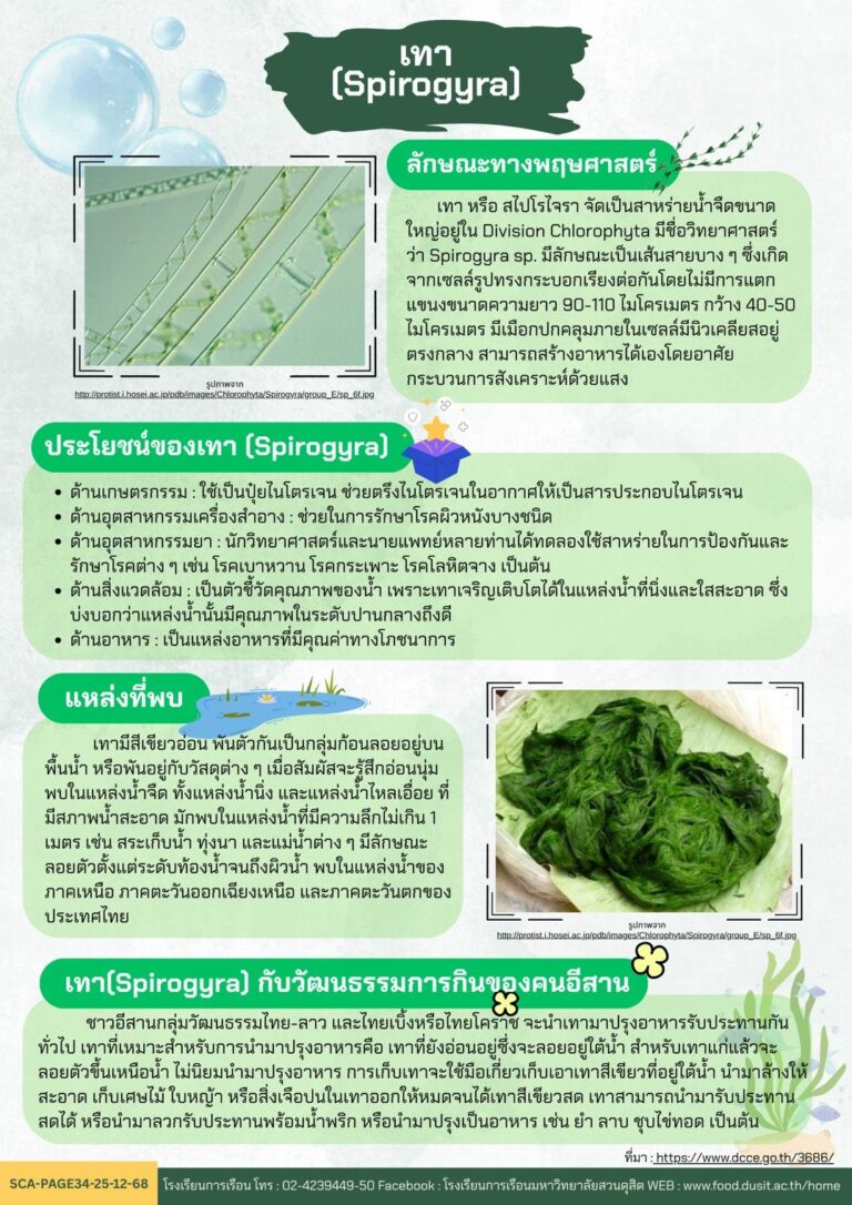 เทา (Spirogyra)