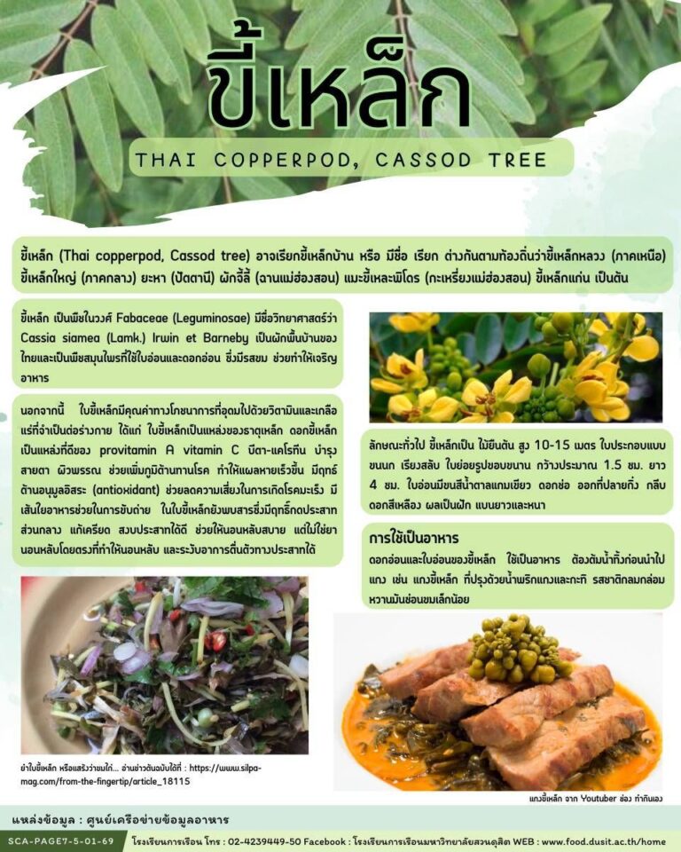 “ขี้เหล็ก” พืชพื้นบ้านมากคุณค่า