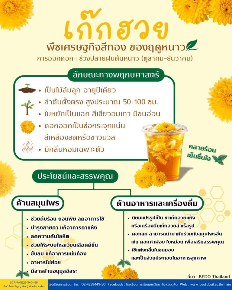 เก๊กฮวย – พืชเศรษฐกิจสีทองของฤดูหนาว