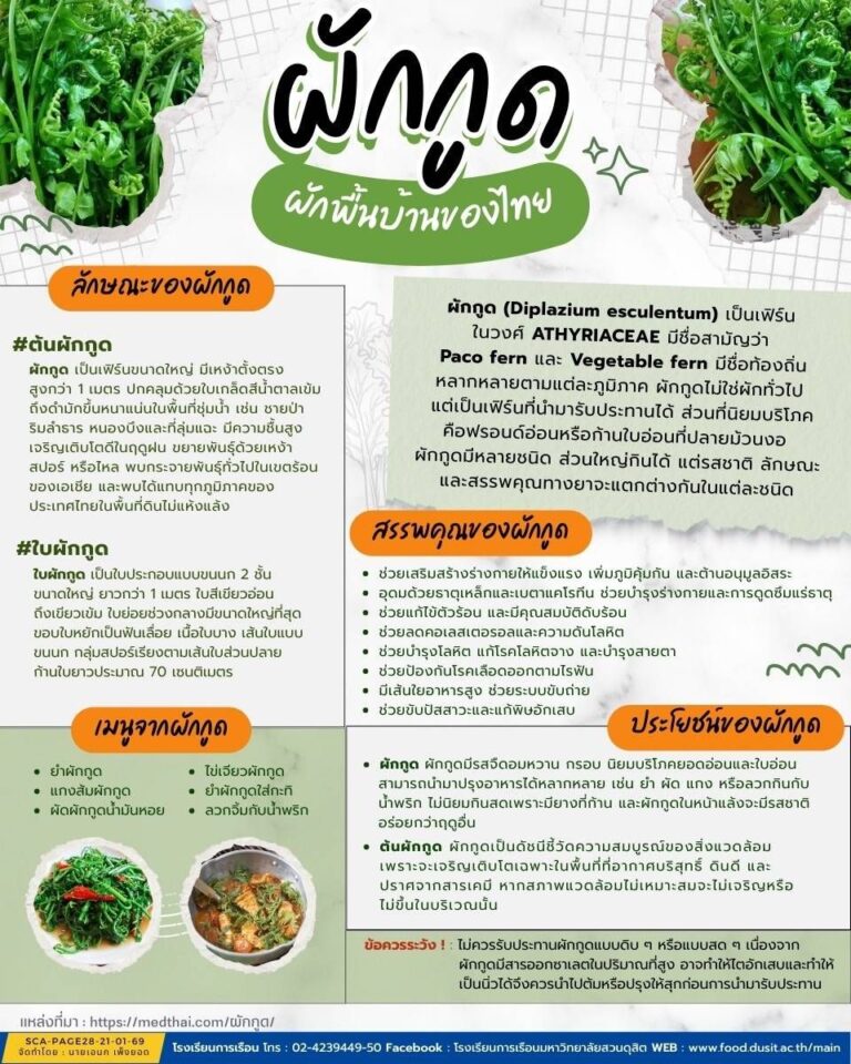 ผักกูด ผักพื้นบ้านของไทย