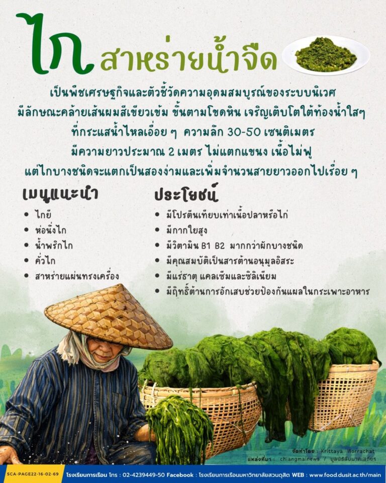 “ไก” สาหร่ายน้ำจืด