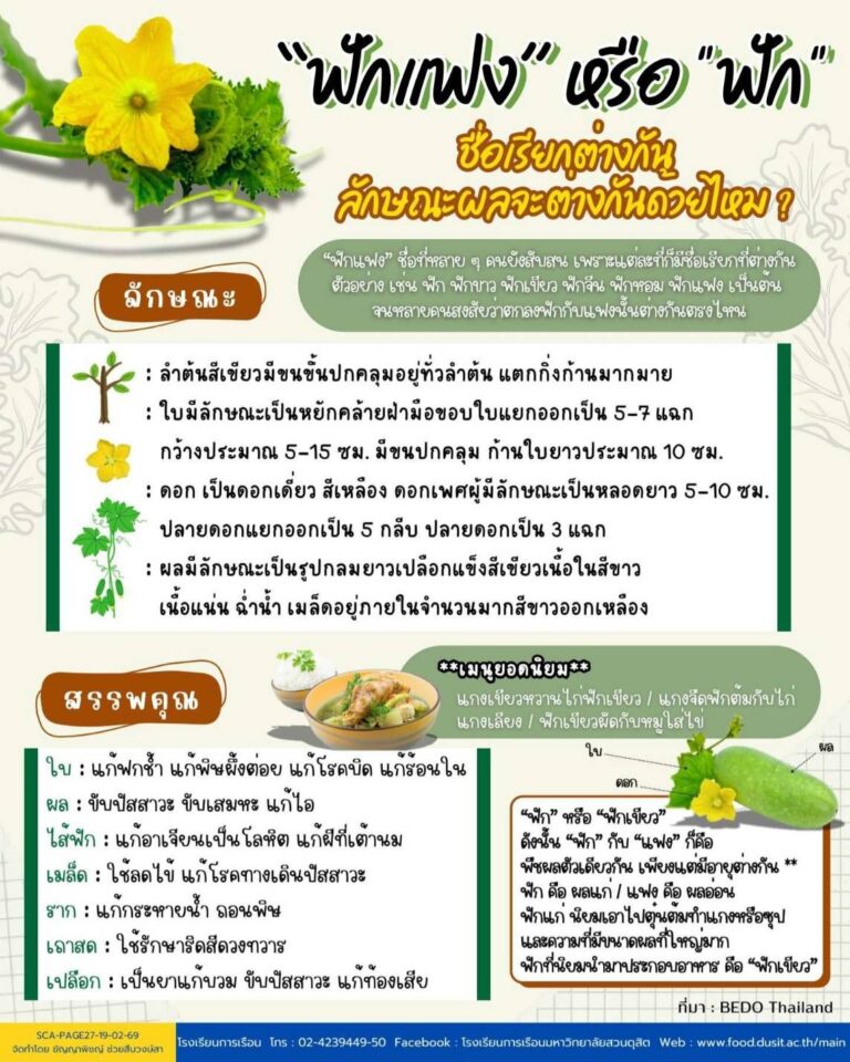 “ฟักแฟง” หรือ “ฟัก” ชื่อเรียกต่างกัน ลักษณะผลจะต่างกันด้วยไหม ?