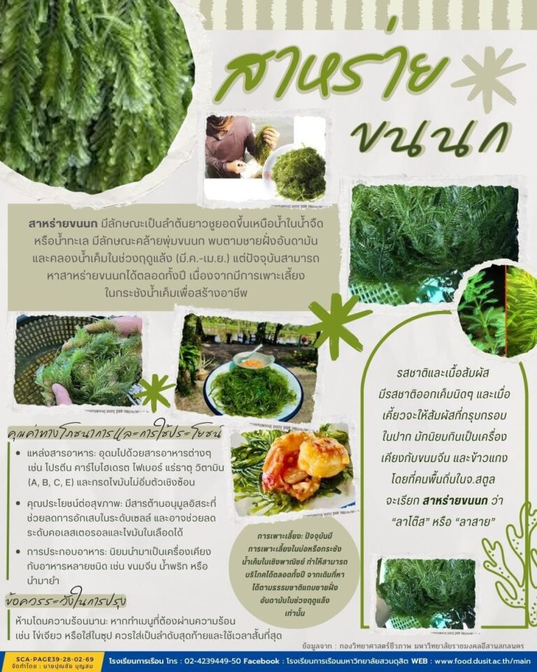 สาหร่ายขนนก