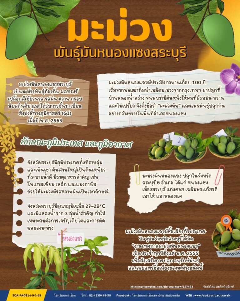 มะม่วงมันหนองแซง สระบุรี