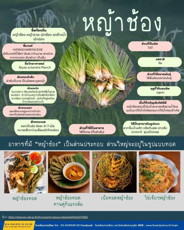 หญ้าช้อง