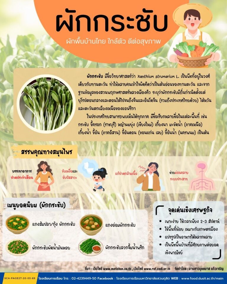 ผักกระชับ