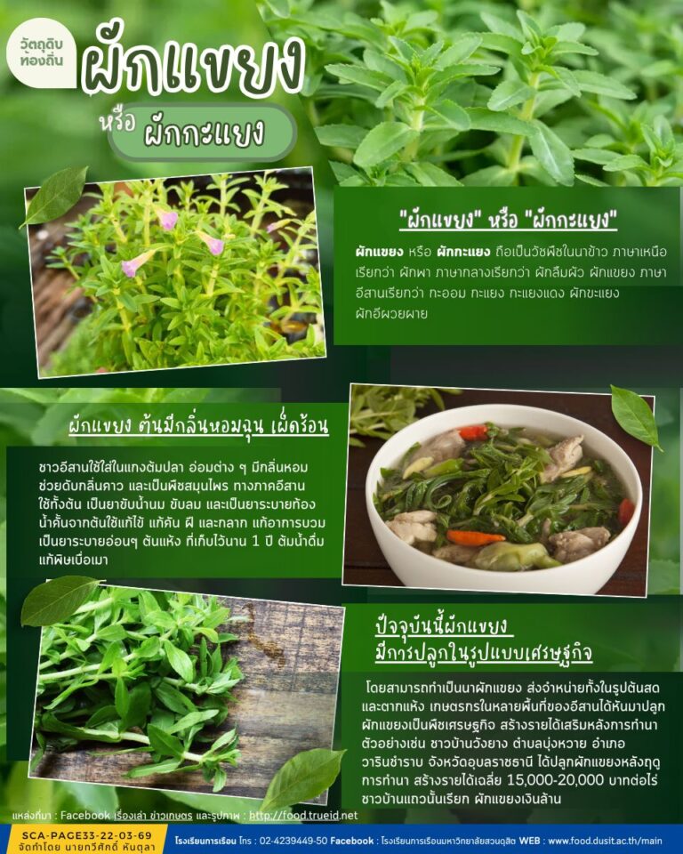 ผักแขยงหรือผักกะแยง