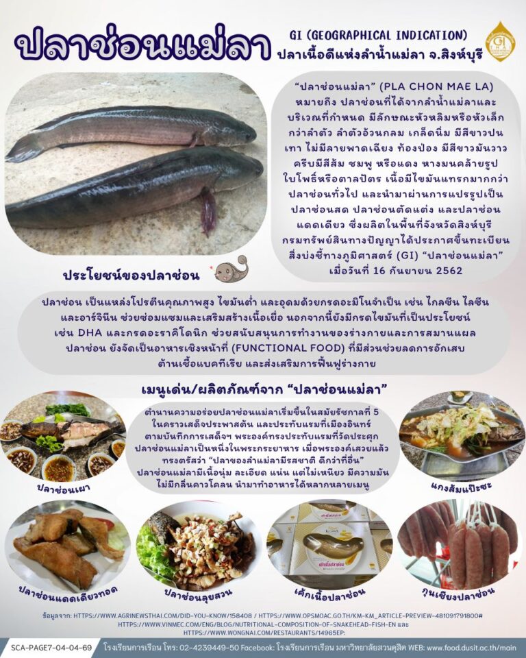 “ปลาช่อนแม่ลา GI (Geographical Indication) ปลาเนื้อดีแห่งลำน้ำแม่ลา จ.สิงห์บุรี