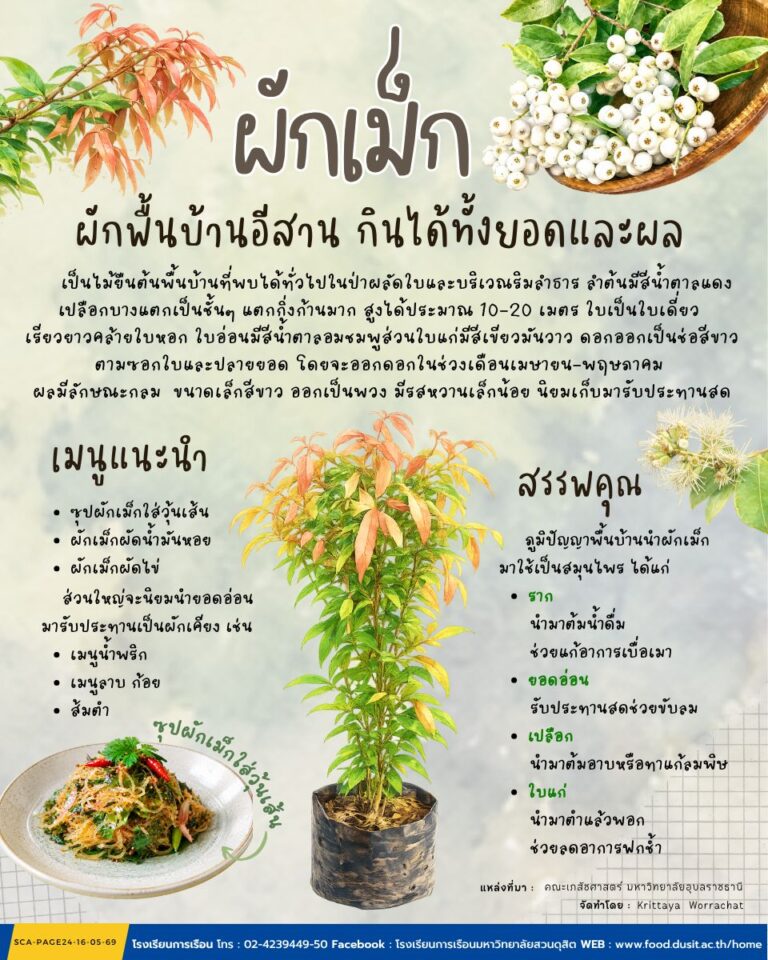 “ผักเม็ก”