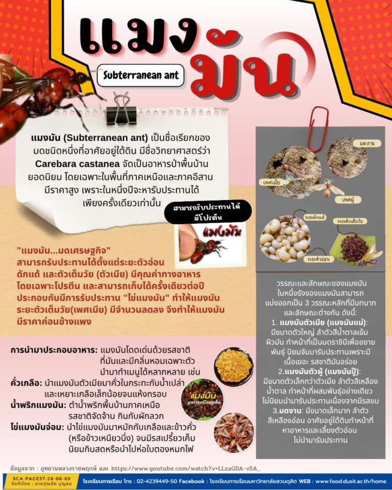 “ทำความรู้จัก แมงมัน ราชาอาหารป่า 1 ปีมีให้กินแค่ครั้งเดียว”