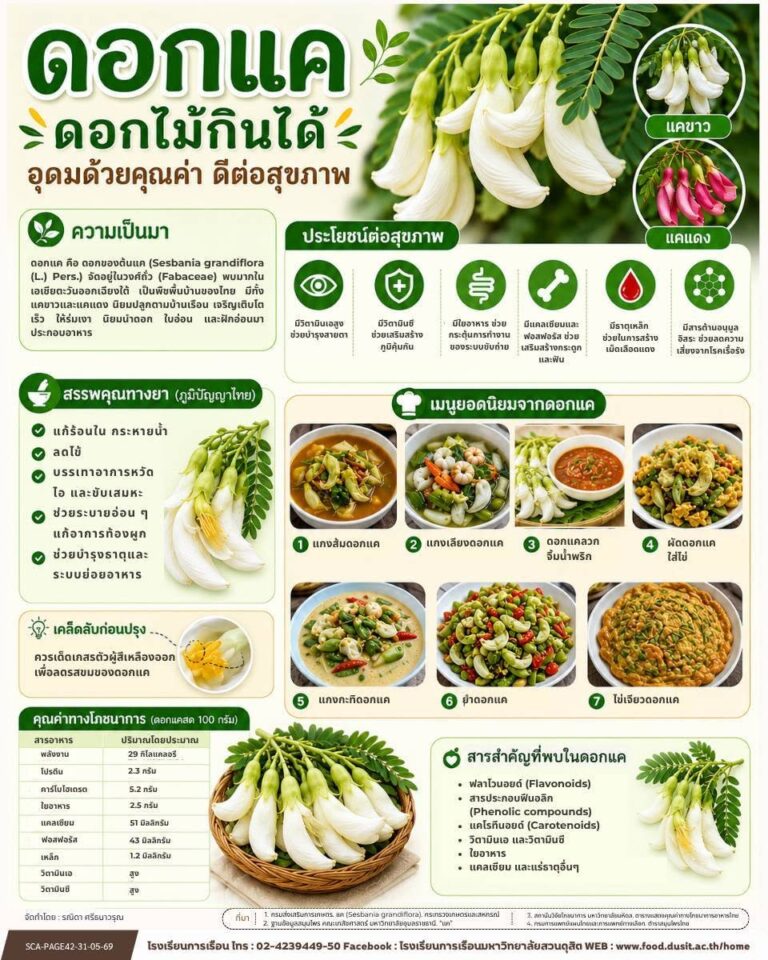  “ดอกแค” ดอกไม้กินได้ อุดมด้วยคุณค่า ดีต่อสุขภาพ