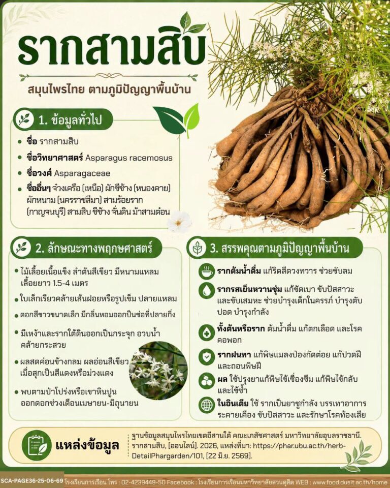 “รากสามสิบ”