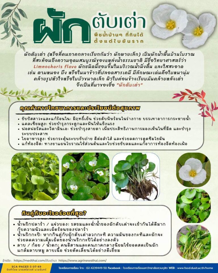 ผักตับเต่า