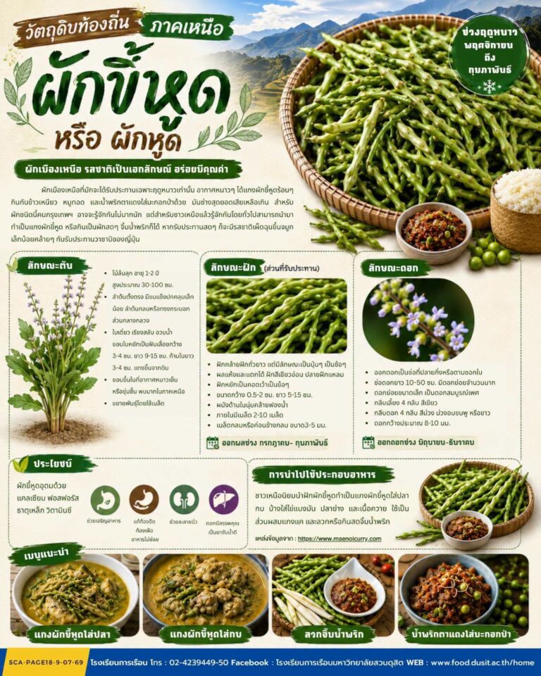 วัตถุดิบท้องถิ่น ภาคเหนือ “ผักขี้หูดหรือผักหูด”