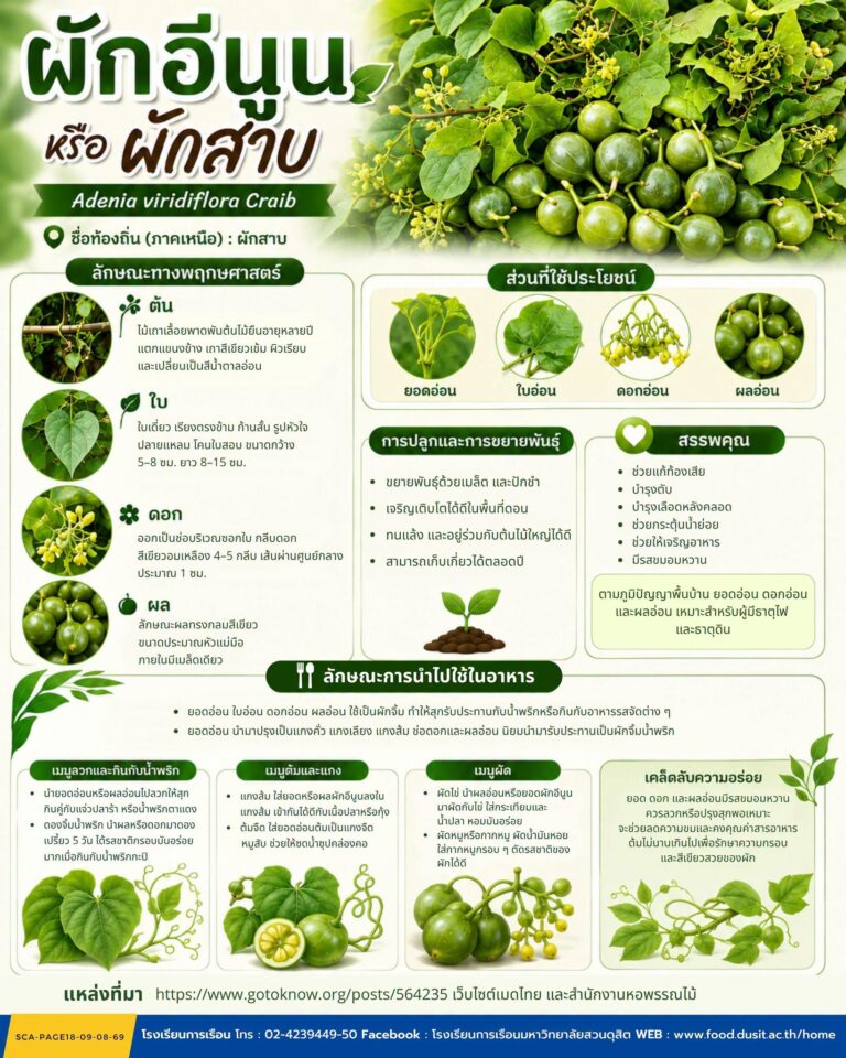 “ผักอีนูน หรือ ผักสาบ”