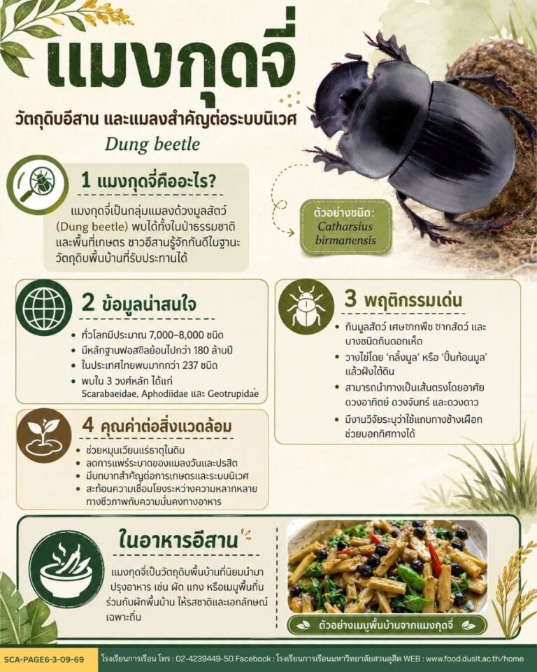 “แมงกุดจี่”