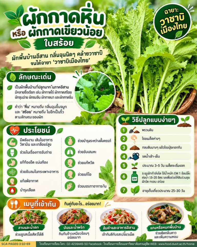 วัตถุดิบท้องถิ่น ภาคอีสาน “ผักกาดหิ่น”